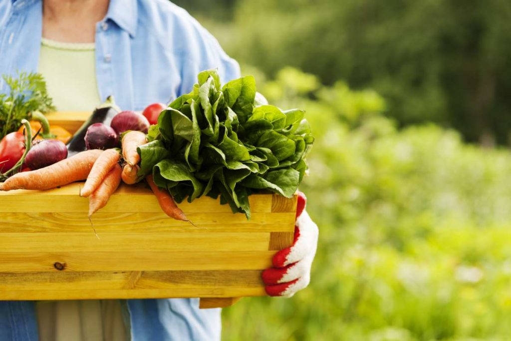 alimentos-organicos-capa